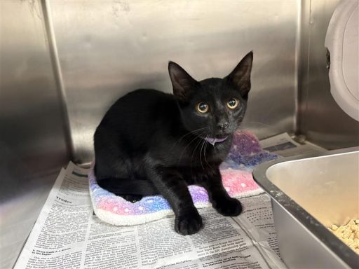Black male cat sitting in kennel