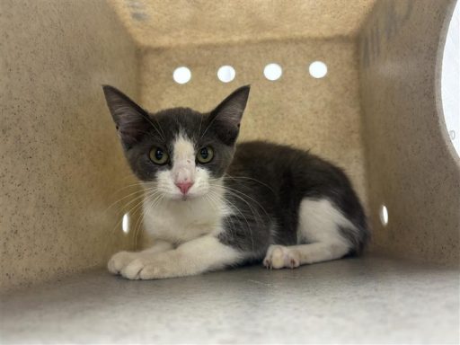 gray and white kitten