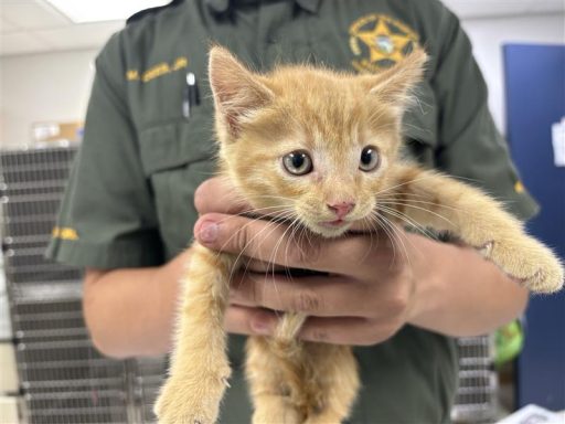 Orange tabby male kitten being held