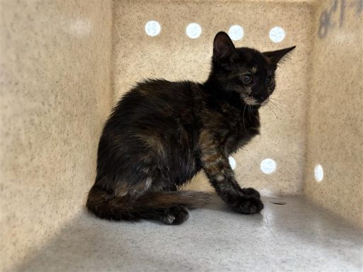 Black and yellow colored cat sitting in kennel box