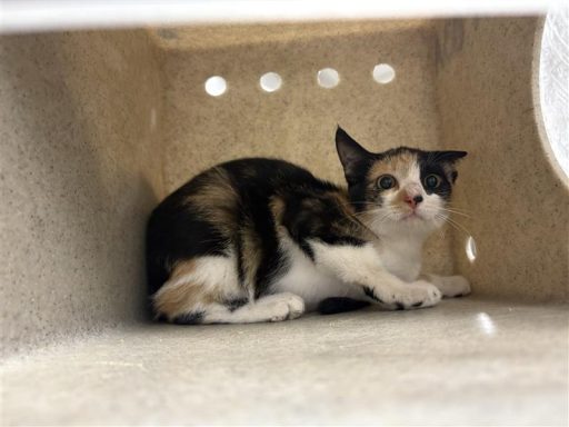 Calico kitten sitting in kennel box