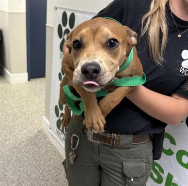 red female puppy being held