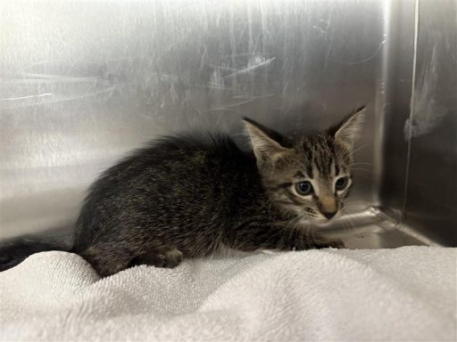 Grey and Tabby female cat sitting on a towel