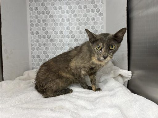 Grey and oragne colored female cat sitting on a white towel