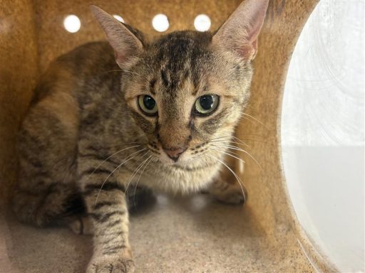 Brown and tabby cat sitting in box