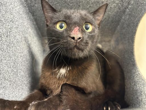 Black cat sitting in box