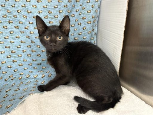 Black female cat sitting on a white towel