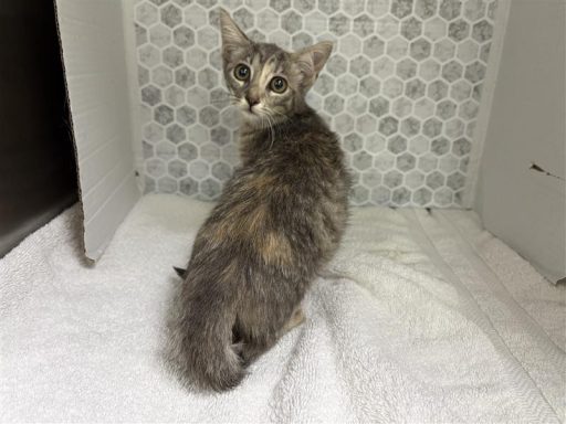 Grey tabby female cat sitting on a towel