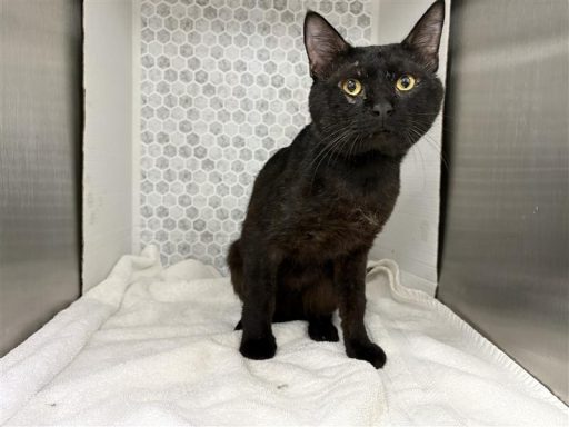 Black male cat sitting on a towel