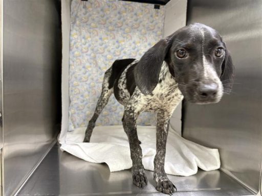 Black and grey female dog standing on a towel