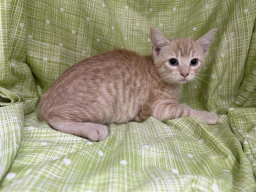 Orange cat sitting on a blanket