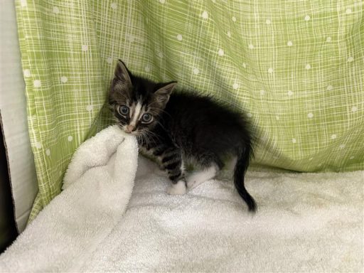 Grey and black male kitten sitting on a towel