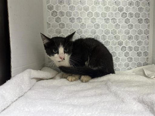 Black and white male cat sitting on a towel