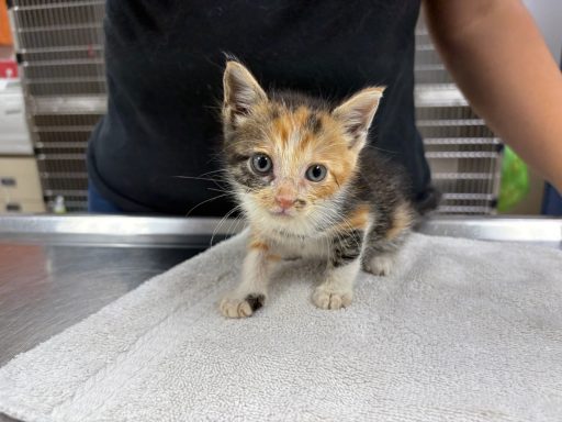 Orange and grey tabby cat walking on table