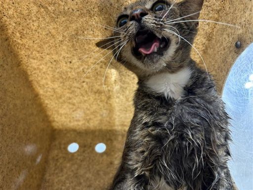 gray tabby kitten