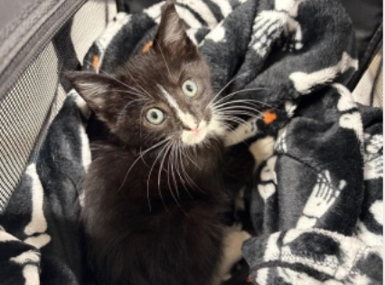 Black and white cat sitting on a blanket