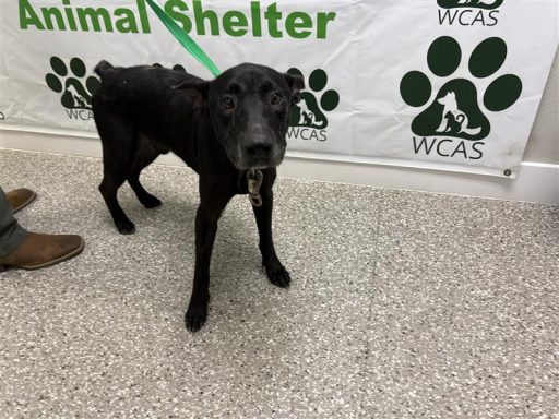Black mixed breed dog