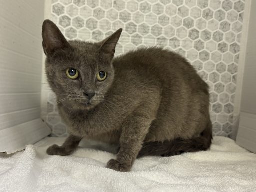 Grey cat sitting in kennel