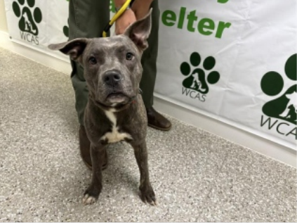Grey and Brindle male dog sitting in hallway