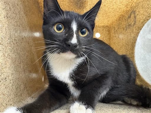 Black and white cat sitting in kennel box