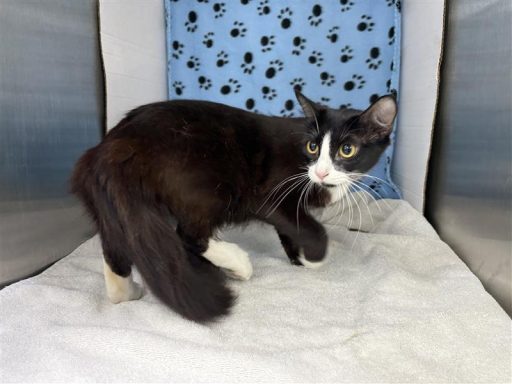 Black and white female cat sitting in kennel on a towel