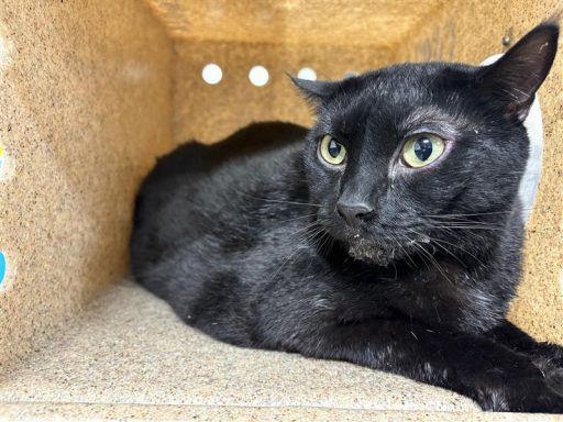 Black cat sitting in kennel