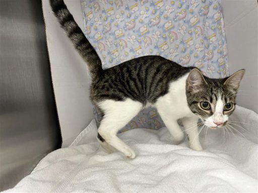 Tabby and white female cat sitting in kennel on a towel