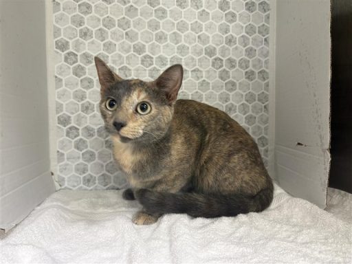 Female cat sitting on a towel