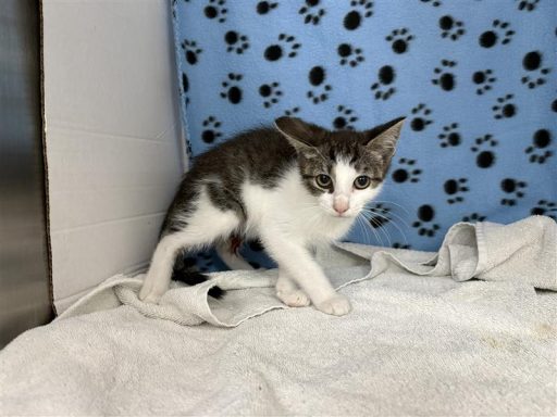 Tabby female cat sitting in kennel