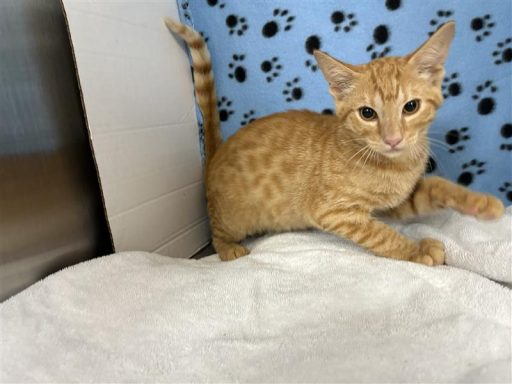 Orange male kitten sitting in kennel on a towel