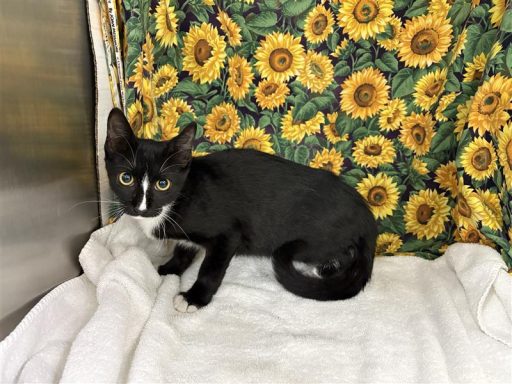 Black and white female cat sitting in kennel on a towel
