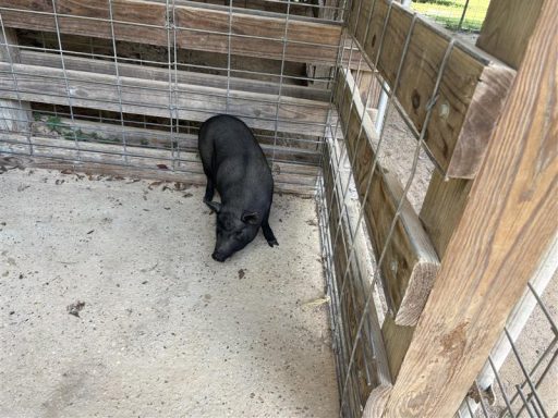 Black female pig sitting in the barn.