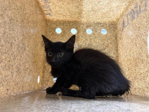 Black cat sitting in kennel