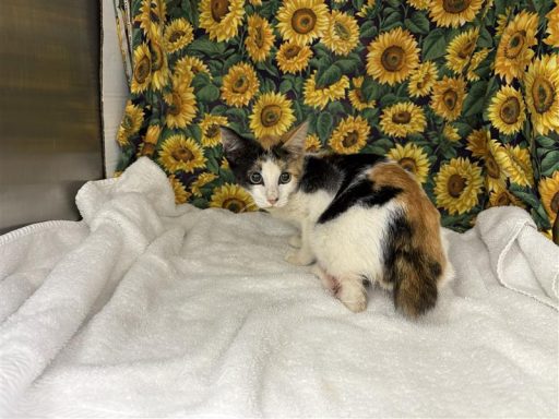 Calicio female cat sitting in kennel on a towel