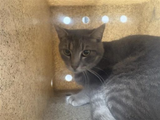 gray tabby cat