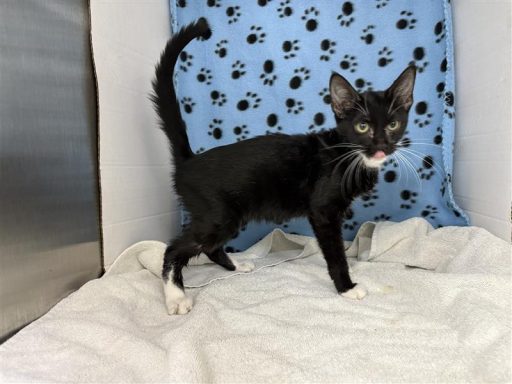 Black and white female cat sitting in kennel