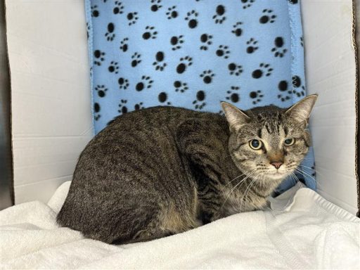 Grey and black male cat sitting in kennel on a towel.