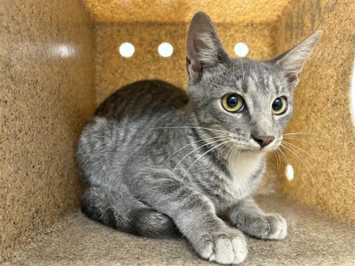 Grey and tabby cat sitting in kennel box