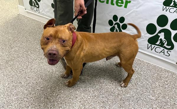 brown white male bulldog mix