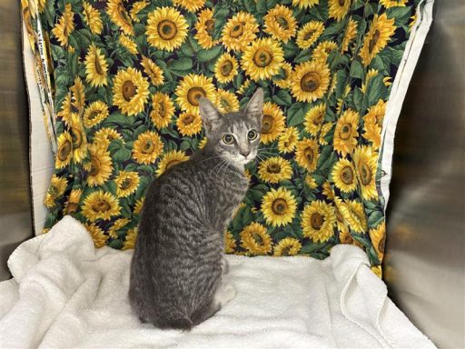 Tabby, Grey male cat sitting in kennel on a towel