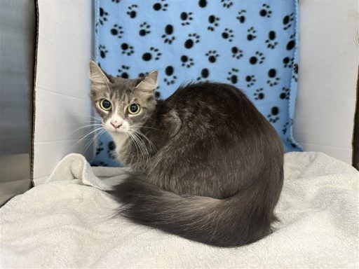 Grey female cat sitting in kennel