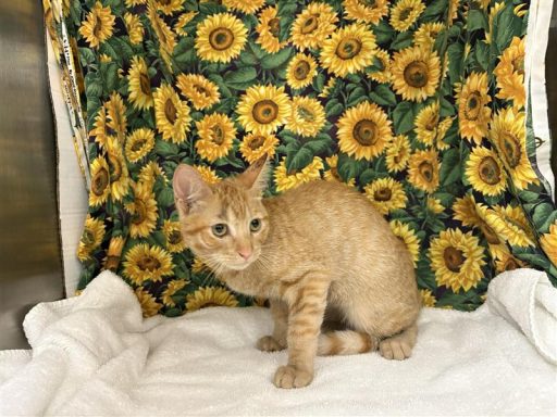 Orange female cat sitting in kennel on a towel