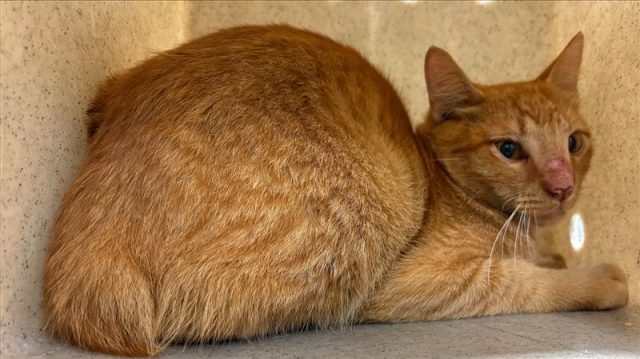 Orange male cat sitting in kennel box