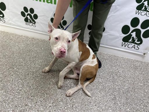 White and tan male dog sitting in hallway on a leash