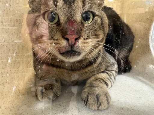 Male, brown and tabby cat sitting in kennel