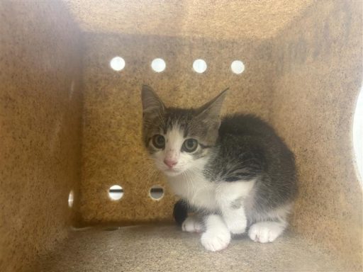 Grey and black kitten sitting in kennel