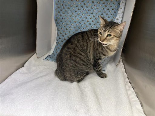 Tabby male cat sitting in kennel on a towel