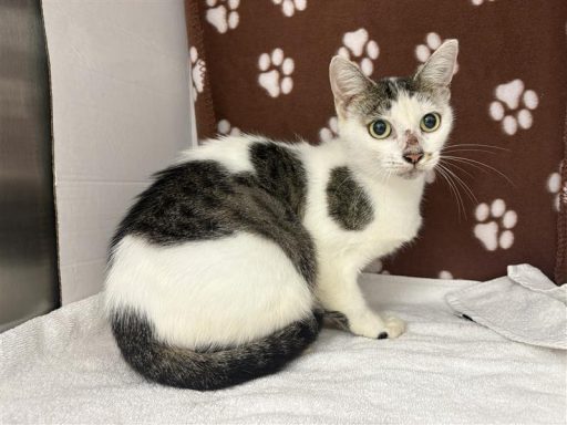 White and tabby female cat sitting in kennel on a towel