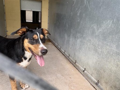 Tri color female dog sitting in kennel outside