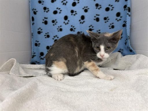 Grey and white female cat sitting in kennel